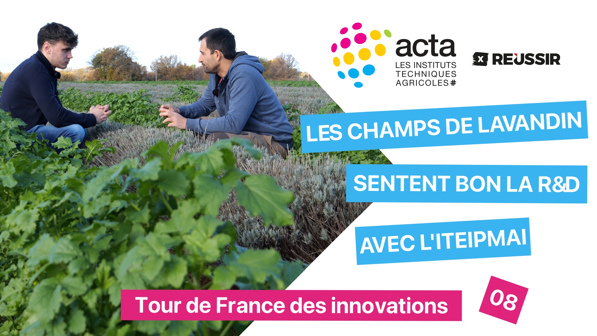 Lavandin et couverture du sol : l’innovation et l’agronomie préférées à l’image de carte postale 