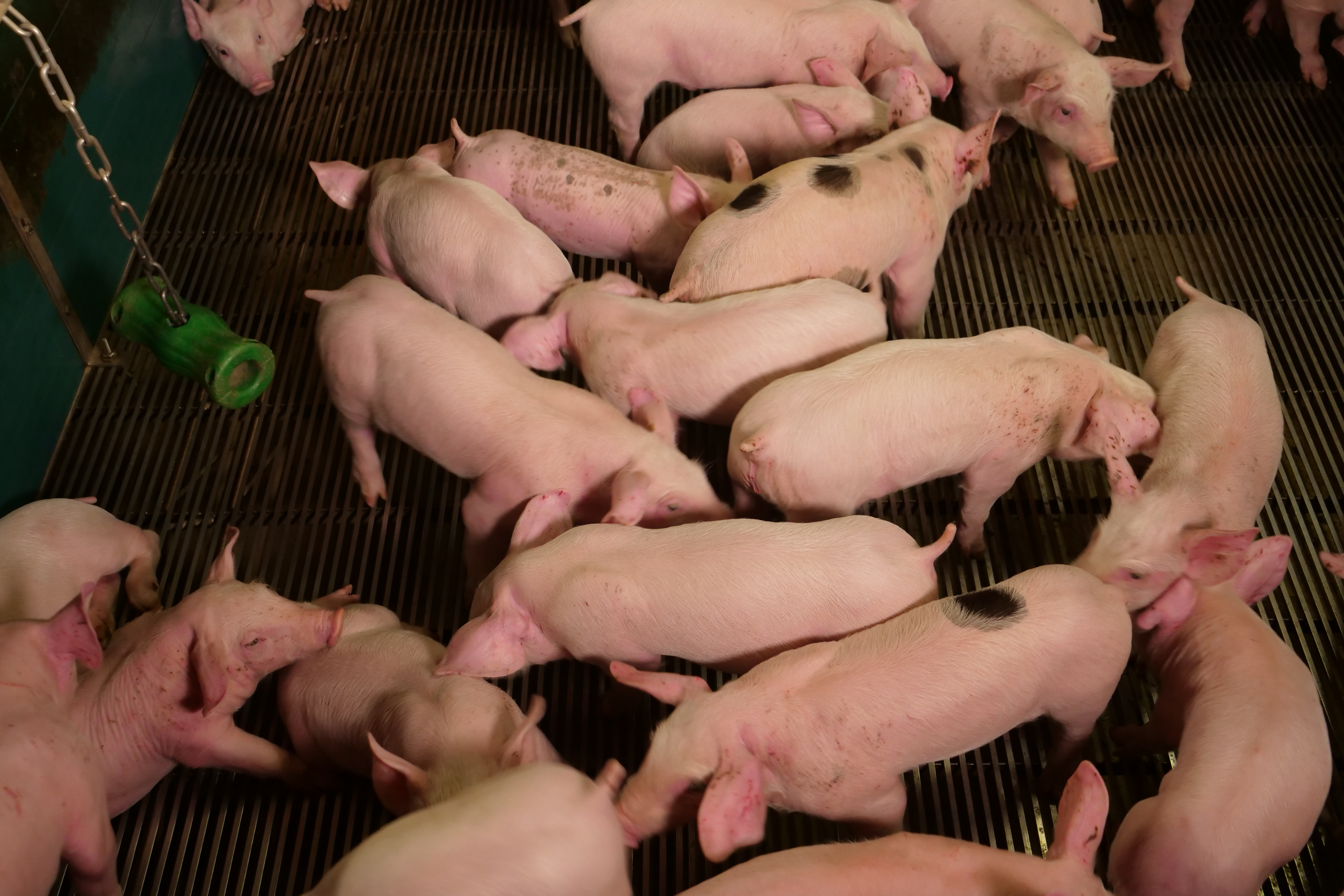 #AgriGoodNews : l'élevage de porcs retrouve des couleurs 
