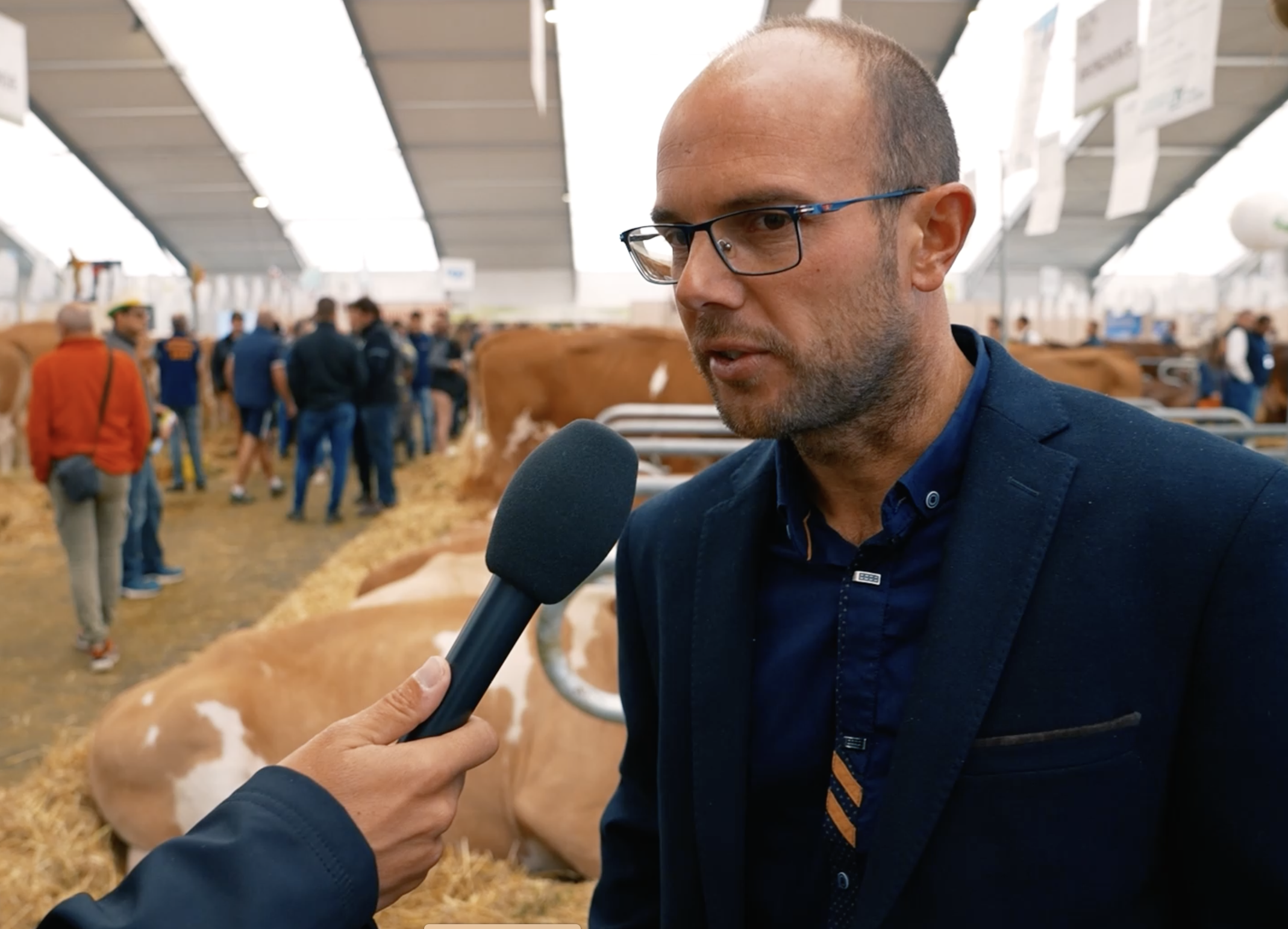 Simmental : l'oeil d'un juge français sur des vaches européennes