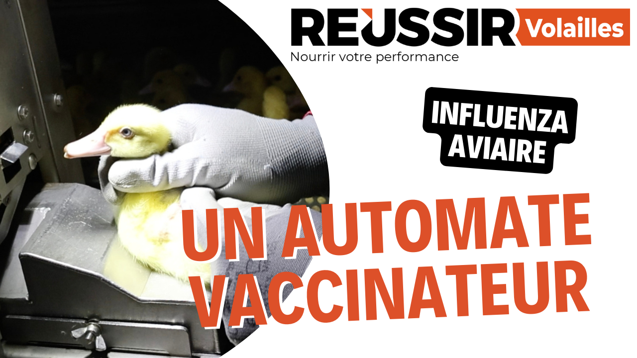 Un automate multifonction pour vacciner les canetons contre l'influenza aviaire