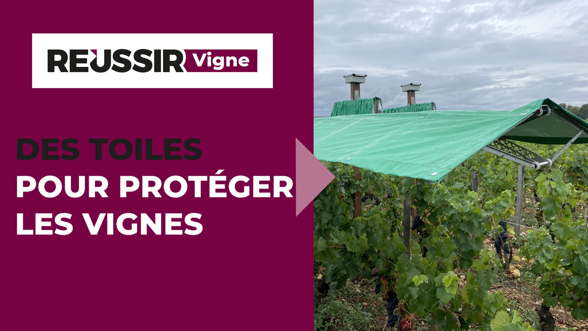 Innovation - les toiles Bienesis protègent la vigne des aléas climatiques