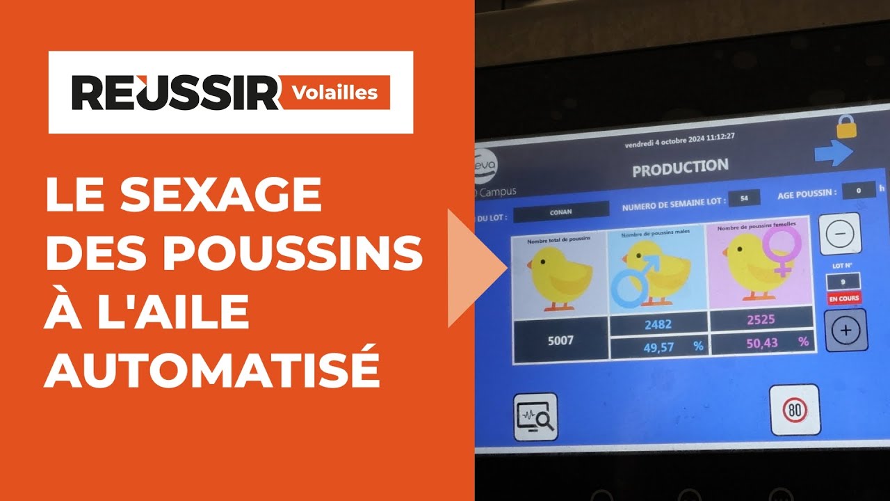 Le sexage des poussins à l'aile enfin automatisé - Innovation 