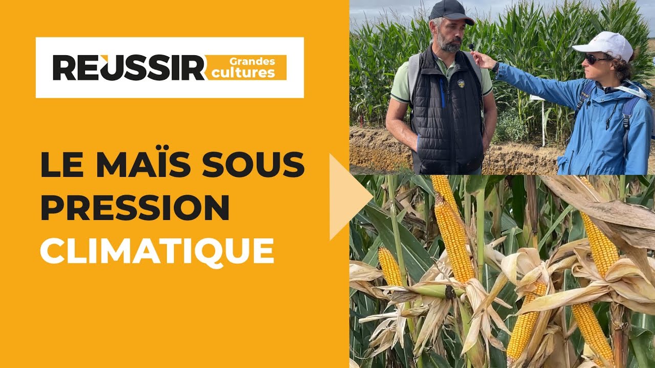 Méca Culturales : le maïs sous pression climatique