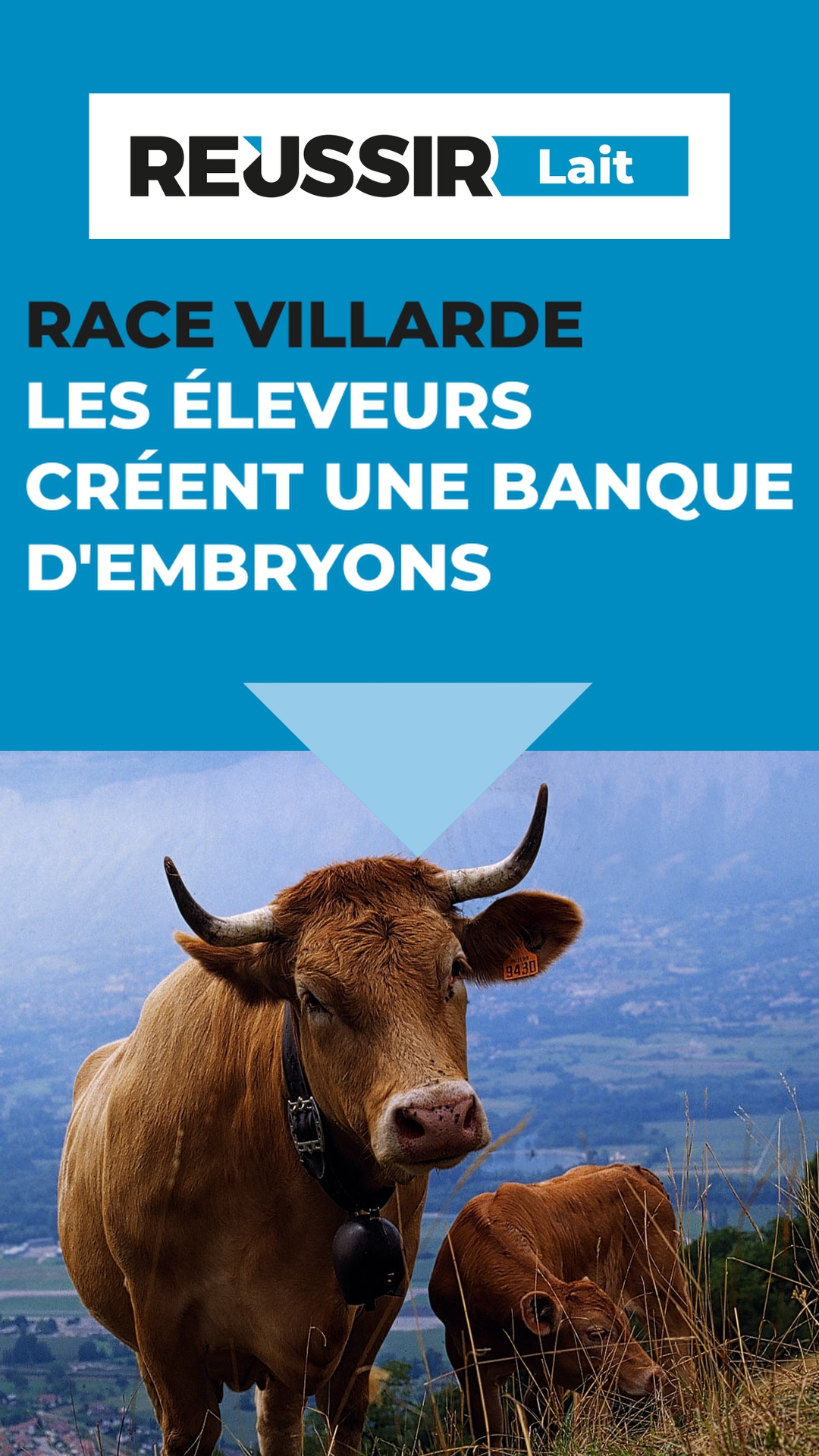 Les éleveurs bovins de Villard-de-Lans mettent en place une banque d’embryons pour préserver la race