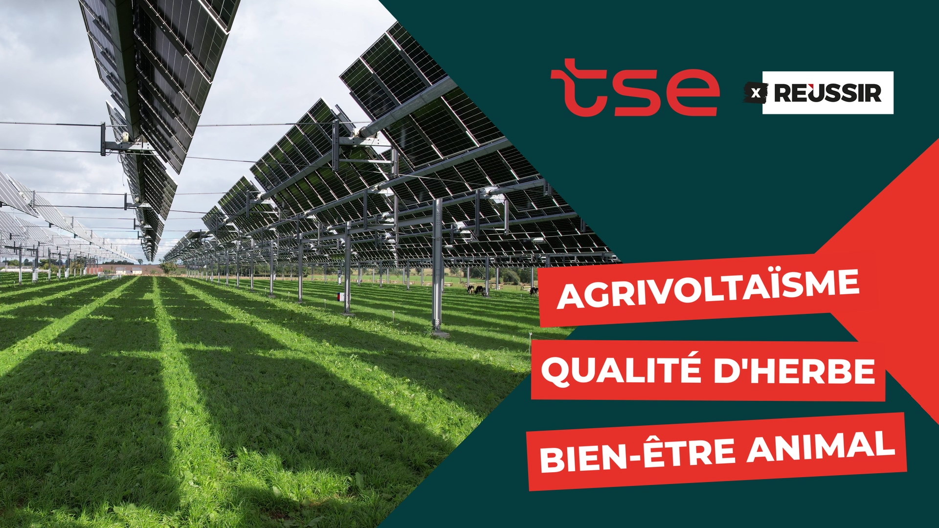 Une canopée agrivoltaïque pour accompagner le retour à l'extensif et améliorer sa qualité d'herbe