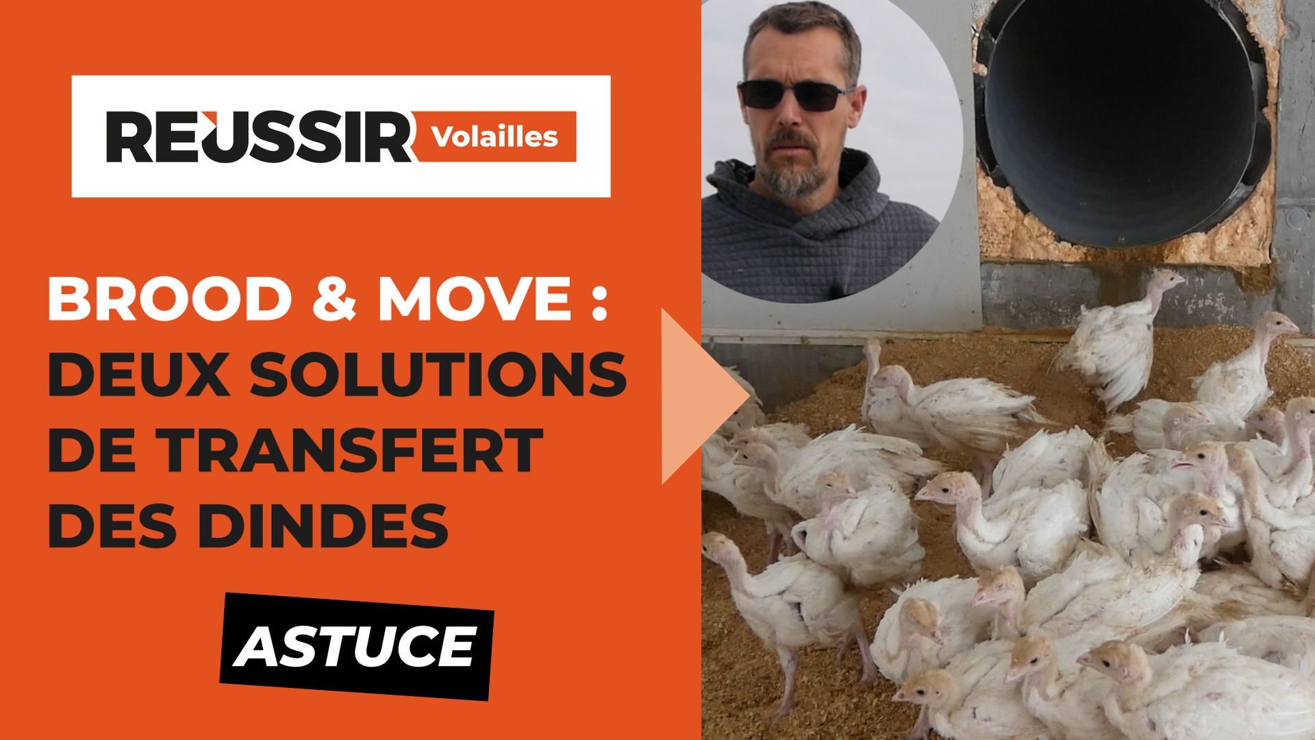 Brood & Move : deux solutions pour faciliter le transfert des dindes entre poulaillers