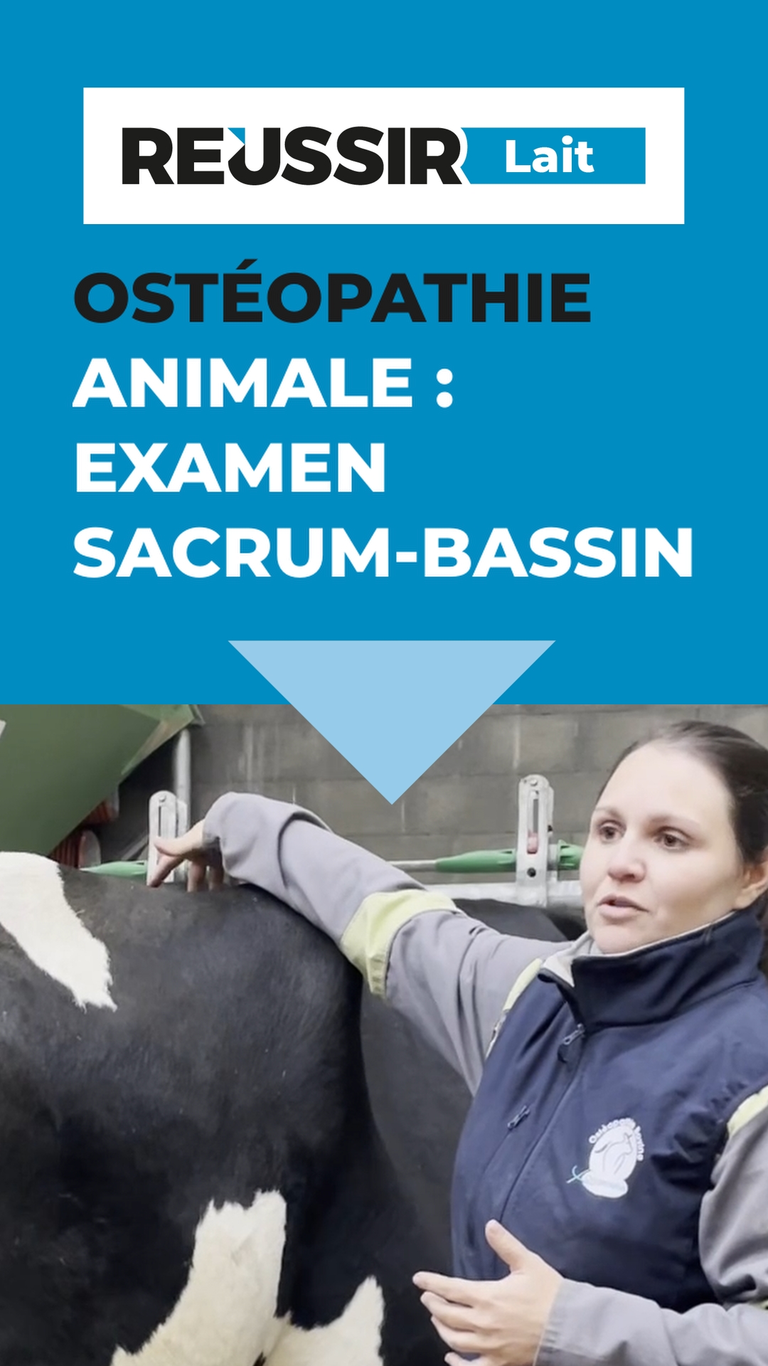 Ostéopathie en élevage bovin : évaluer le dos et le bassin d’une vache